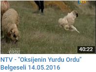 NTV-Oksijenin Yurdu Ordu (14.05.2016).png