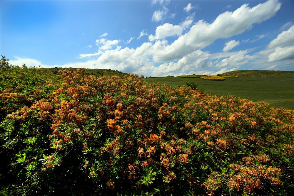 Kumru Düzoba 4.JPG