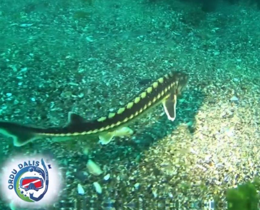 mersin balıgı-1.jpg